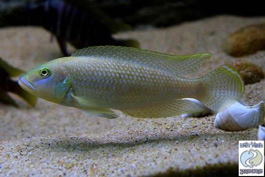 Lamprologus callipterus